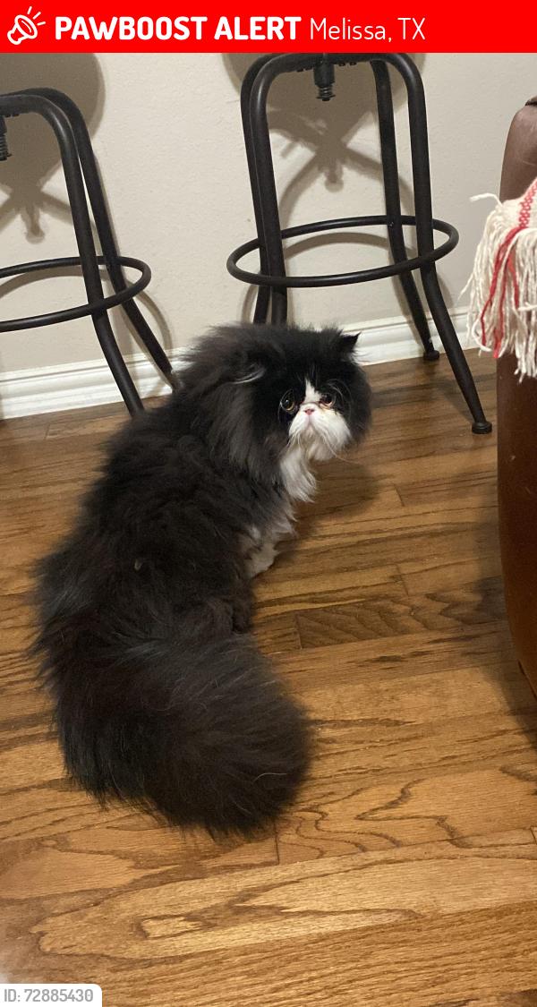 Lost Male Cat last seen Liberty Subdivision , Melissa, TX 75454