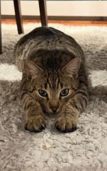 Lost Male Cat last seen Main street, Wharton, NJ 07885