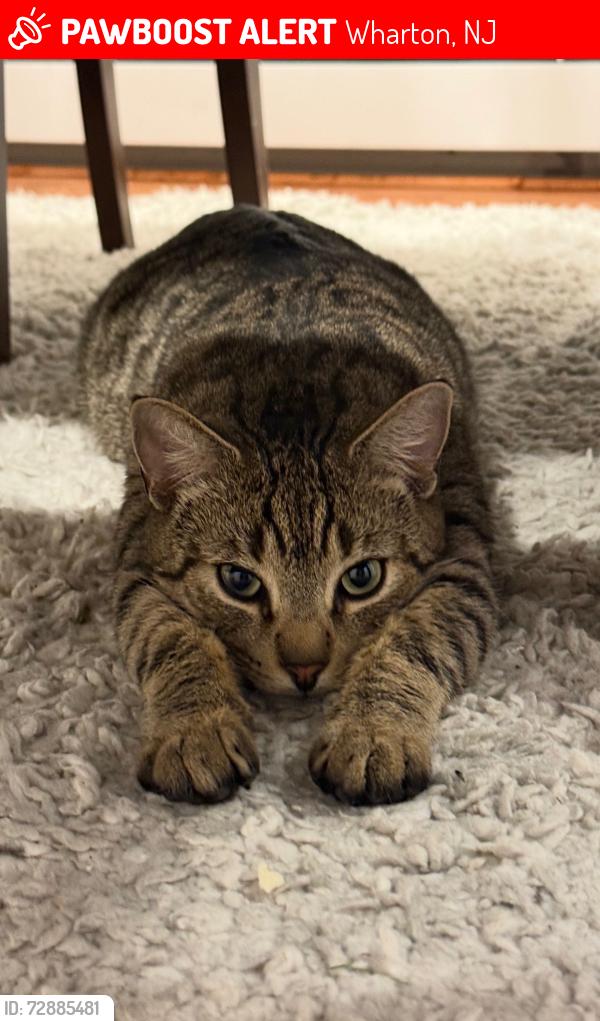 Lost Male Cat last seen Main street, Wharton, NJ 07885