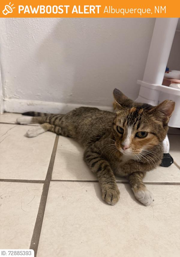 Found/Stray Female Cat last seen Union 505, Albuquerque, NM 87113