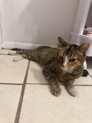 Found/Stray Female Cat last seen Union 505, Albuquerque, NM 87113