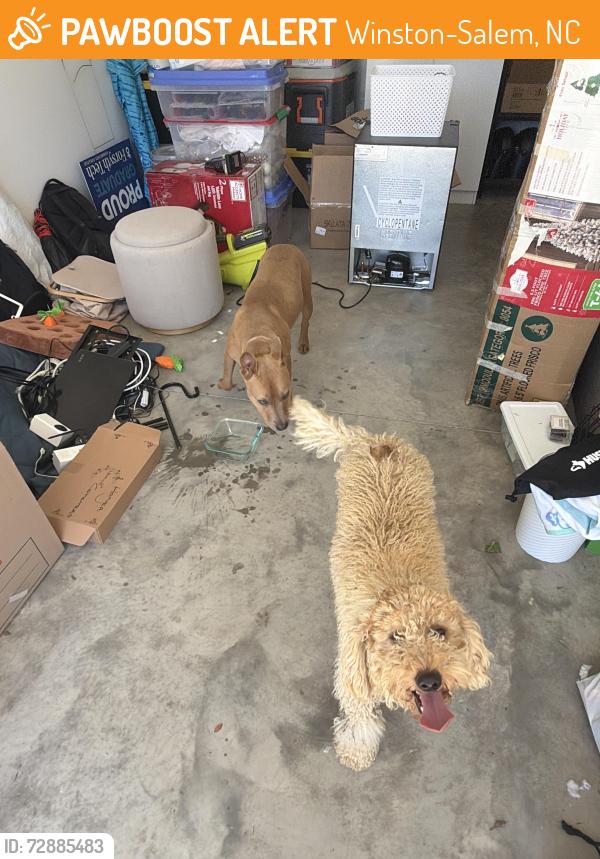 Found/Stray Female Dog last seen Piccadilly pines, Winston-Salem, NC 27127
