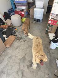Found/Stray Female Dog last seen Piccadilly pines, Winston-Salem, NC 27127