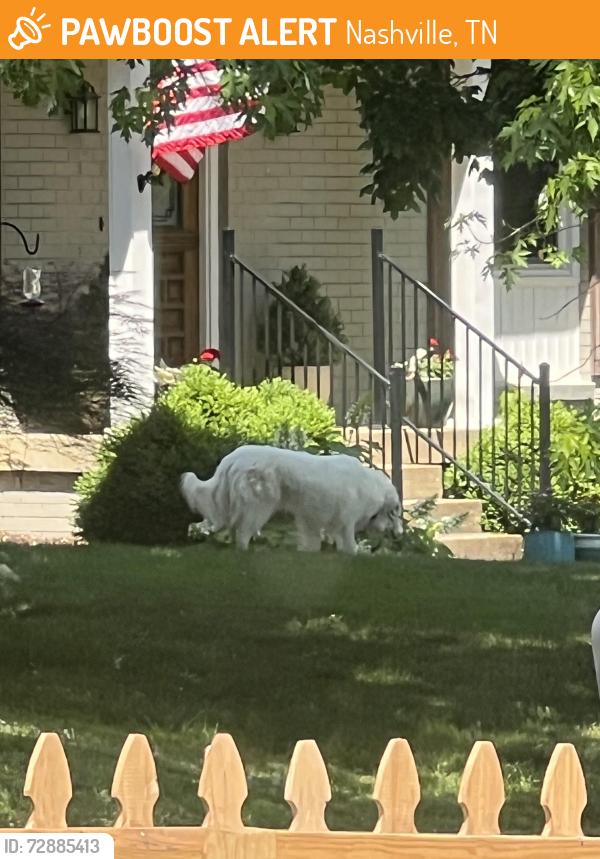 Found/Stray Unknown Dog last seen Candlestick Dr. and edmonson pike by Whitfield park, Nashville, TN 37211