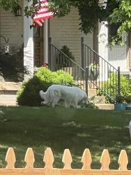 Found/Stray Unknown Dog last seen Candlestick Dr. and edmonson pike by Whitfield park, Nashville, TN 37211