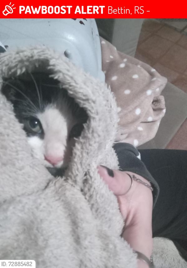 Lost Male Cat last seen Rua 13 de janeiro 2756, Bettin, RS 97670-000