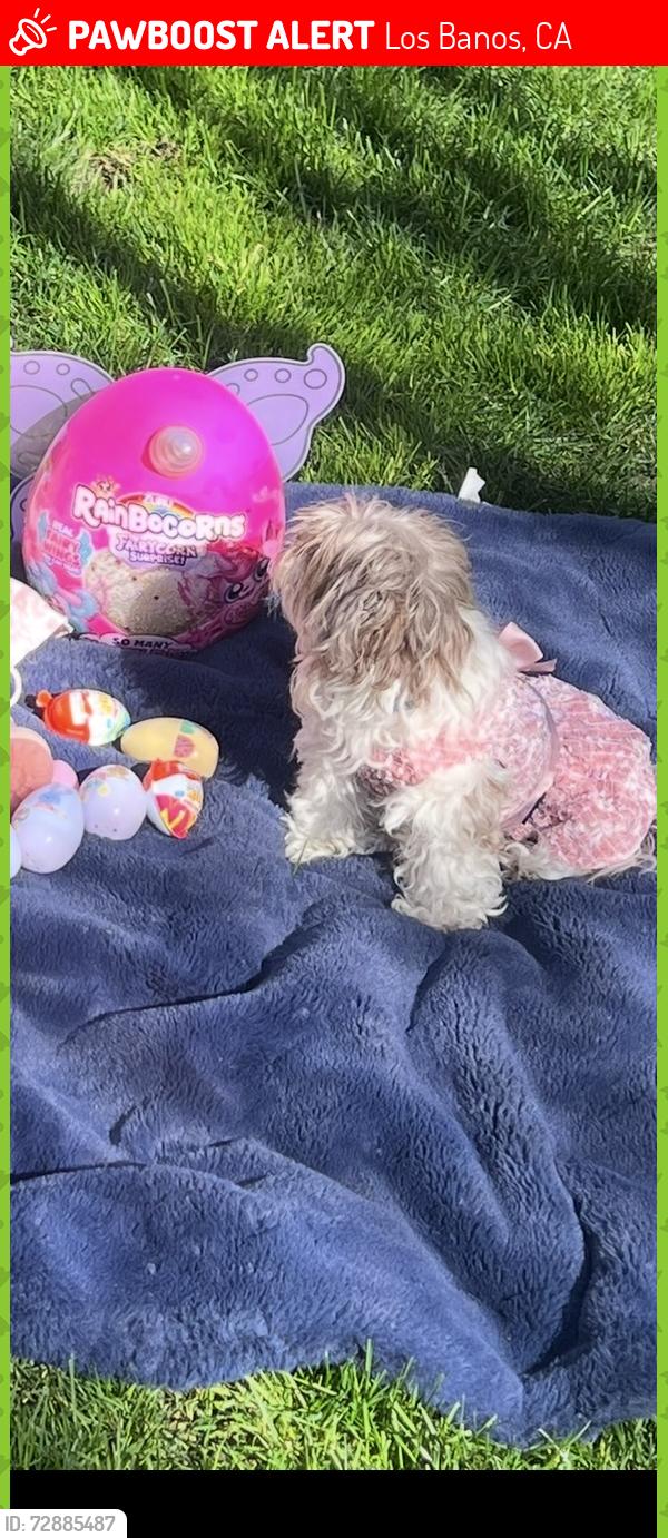 Lost Female Dog last seen San Luis and mercy springs , Los Banos, CA 93635