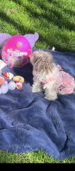 Lost Female Dog last seen San Luis and mercy springs , Los Banos, CA 93635