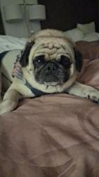 Lost Male Dog last seen Near ivy Wood Lane , Fort Worth, TX 76115