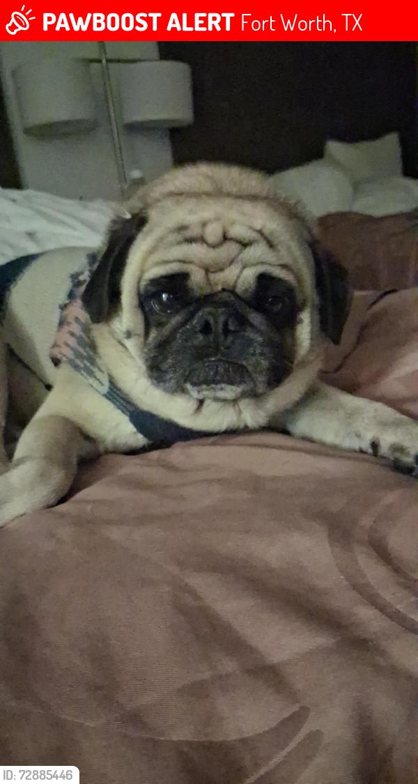 Lost Male Dog last seen Near ivy Wood Lane , Fort Worth, TX 76115