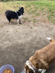 Found/Stray Unknown Dog last seen Meridian and duterrow , Olympia, WA 98506