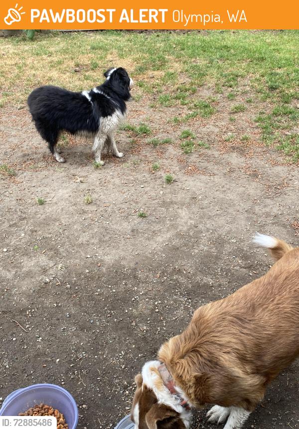Found/Stray Unknown Dog last seen Meridian and duterrow , Olympia, WA 98506