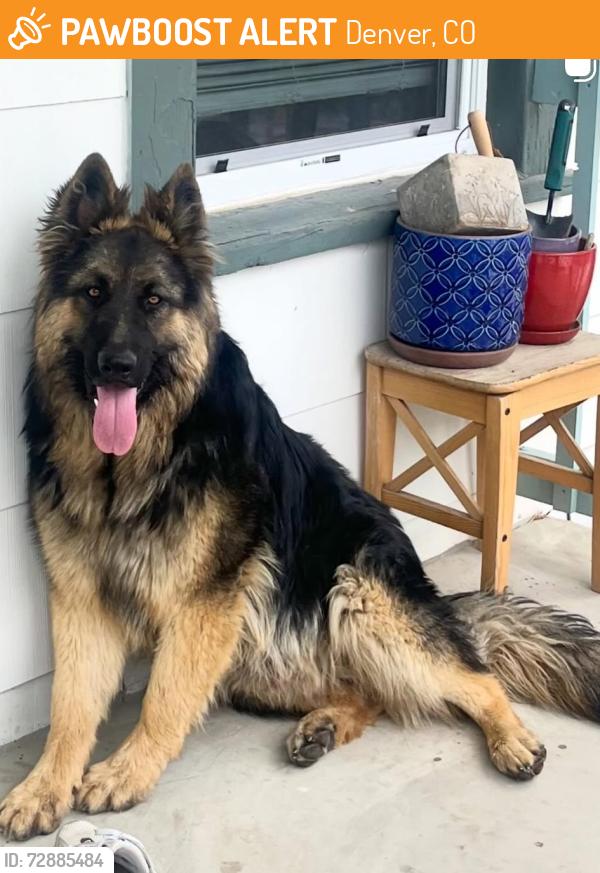 Found/Stray Male Dog last seen Knox & 4th, Denver, CO 80219