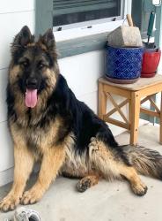 Found/Stray Male Dog last seen Knox & 4th, Denver, CO 80219