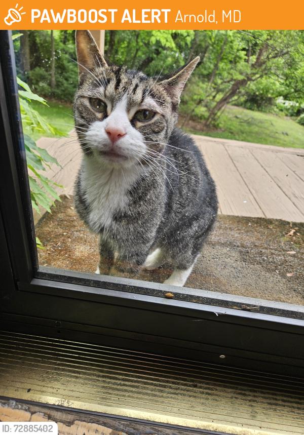 Found/Stray Unknown Cat last seen Candle Ridge & Jones Station Rd, Arnold, MD 21012
