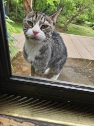 Found/Stray Unknown Cat last seen Candle Ridge & Jones Station Rd, Arnold, MD 21012