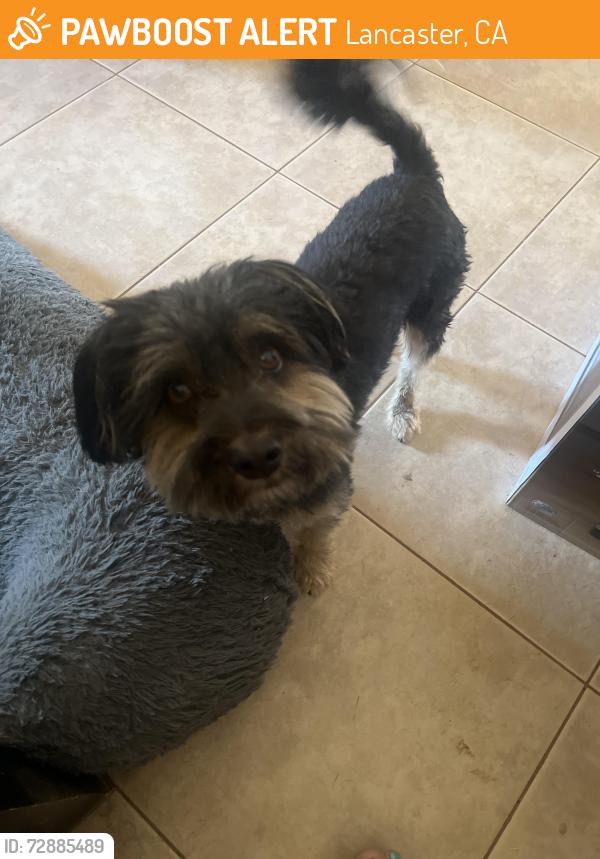 Found/Stray Male Dog last seen Nugent and Gingham, Lancaster, CA 93535