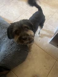 Found/Stray Male Dog last seen Nugent and Gingham, Lancaster, CA 93535