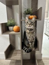 Lost Male Cat last seen Old Elk Grove, on Grove St. between Kent and Railroad, Elk Grove, CA 95624