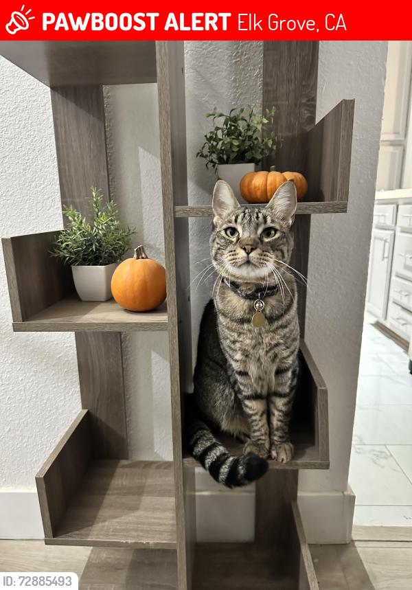 Lost Male Cat last seen Old Elk Grove, on Grove St. between Kent and Railroad, Elk Grove, CA 95624
