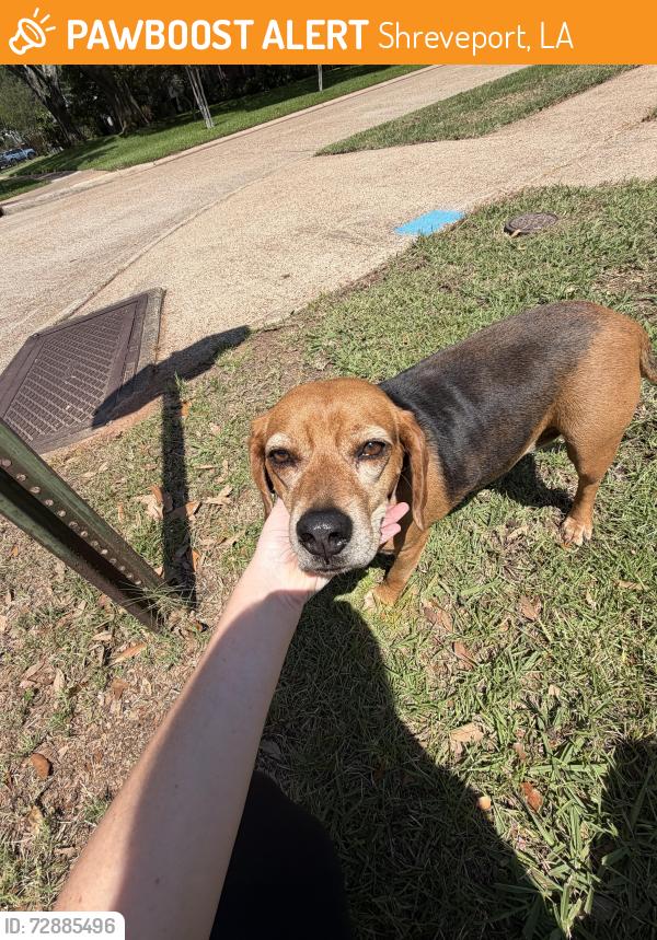 Found/Stray Male Dog last seen Woodbine and Horton, Shreveport, LA 71105