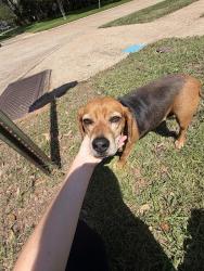 Found/Stray Male Dog last seen Woodbine and Horton, Shreveport, LA 71105