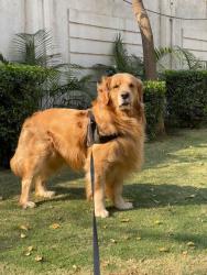 Found/Stray Male Dog last seen United Kingdom, New York, NY 10022
