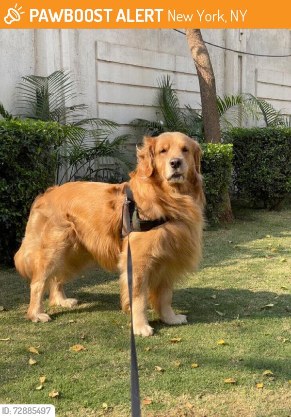 Found/Stray Male Dog last seen United Kingdom, New York, NY 10022