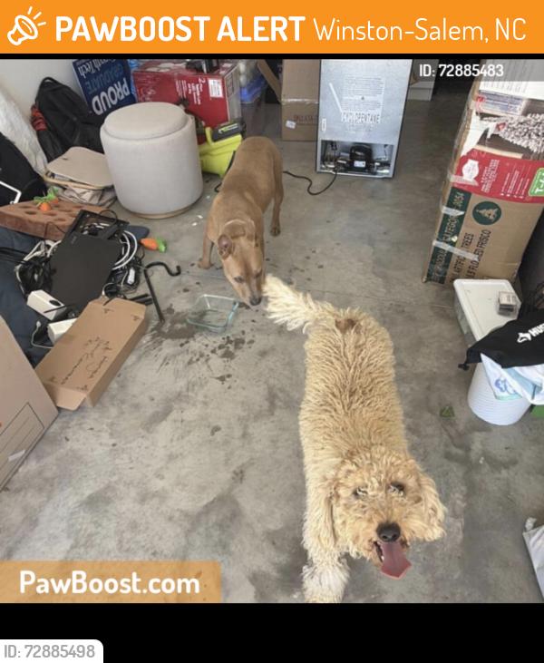 Found/Stray Unknown Dog last seen Ebert Streer, Winston-Salem, NC 27127