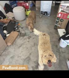 Found/Stray Unknown Dog last seen Ebert Streer, Winston-Salem, NC 27127