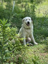 Lost Male Dog last seen Herring hill rd and Cuba Millington rd, Millington, TN 38053
