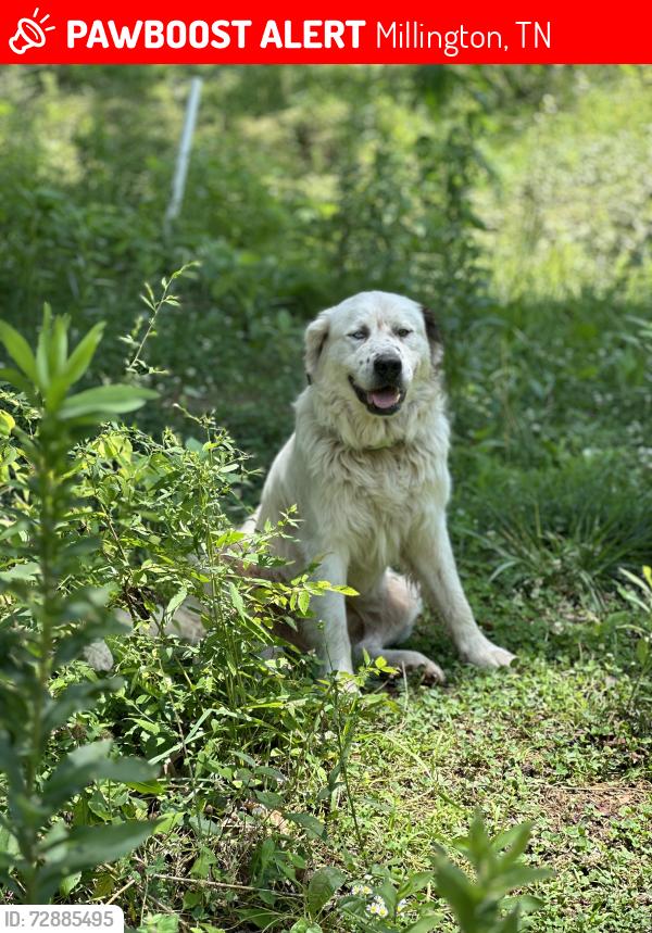 Lost Male Dog last seen Herring hill rd and Cuba Millington rd, Millington, TN 38053