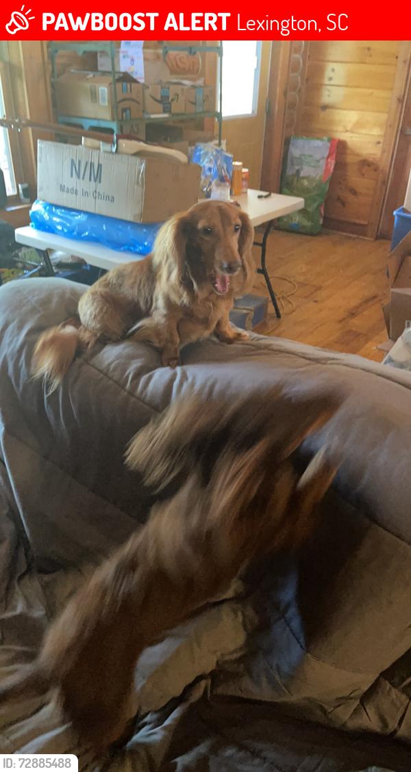 Lost Male Dog last seen Bluefield Rd , Lexington, SC 29073