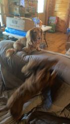 Lost Male Dog last seen Bluefield Rd , Lexington, SC 29073