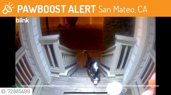 Found/Stray Unknown Dog last seen 3rd ave & Humboldt , San Mateo, CA 94401