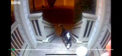 Found/Stray Unknown Dog last seen 3rd ave & Humboldt , San Mateo, CA 94401