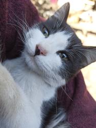 Lost Female Cat last seen Lic. Isidro Fabela enfrente de tiendas Cerería Santa María del Buen Sucesos y Pollería Abigail ., Santiago Tianguistenco, Méx. 