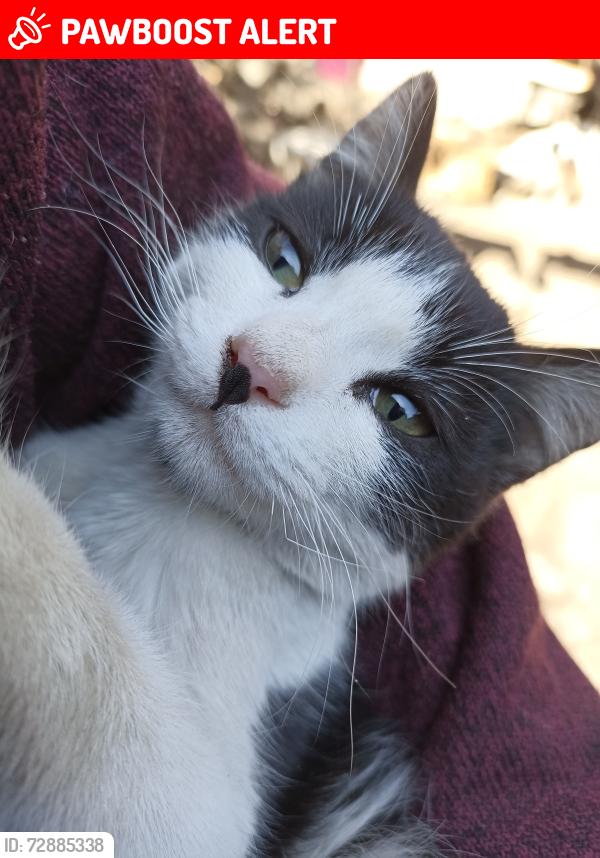 Lost Female Cat last seen Lic. Isidro Fabela enfrente de tiendas Cerería Santa María del Buen Sucesos y Pollería Abigail ., Santiago Tianguistenco, Méx. 