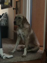 Lost Male Dog last seen Rigsby and ww white , San Antonio, TX 78222