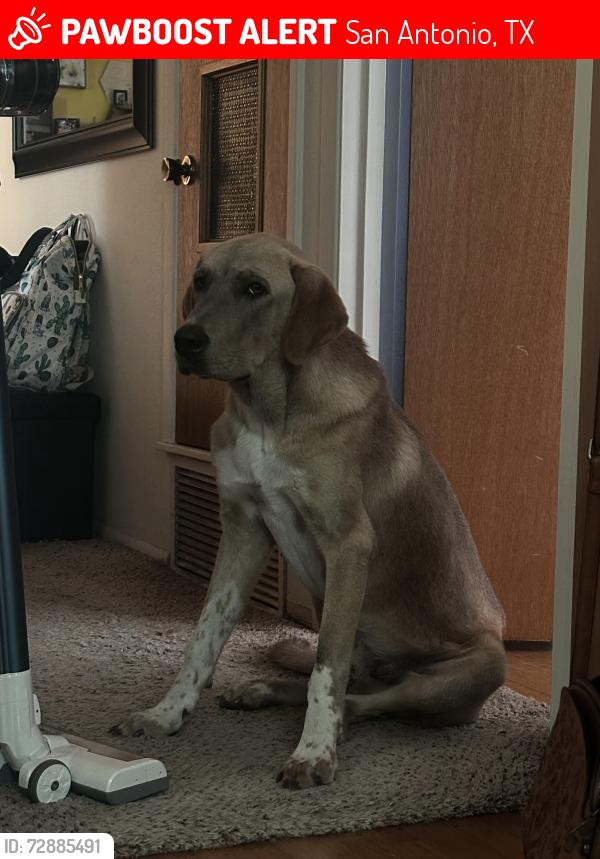 Lost Male Dog last seen Rigsby and ww white , San Antonio, TX 78222