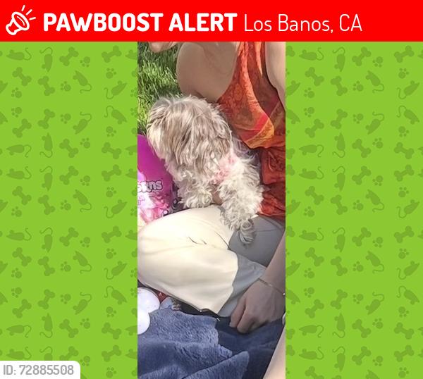 Lost Female Dog last seen San Luis st, Los Banos, CA 93635
