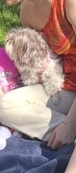 Lost Female Dog last seen San Luis st, Los Banos, CA 93635