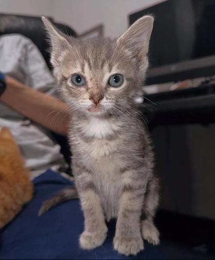 Shelter Stray Female Cat last seen Near Hawk Road, Ernul, NC, 1639 Old Airport Rd, New Bern, NC 28562, USA