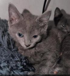 Shelter Stray Male Cat last seen Near Hawk Road, Ernul, NC, 1639 Old Airport Rd, New Bern, NC 28562, USA