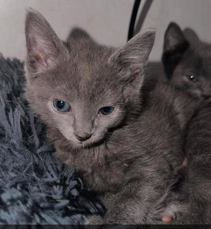Shelter Stray Male Cat last seen Near Hawk Road, Ernul, NC, 1639 Old Airport Rd, New Bern, NC 28562, USA