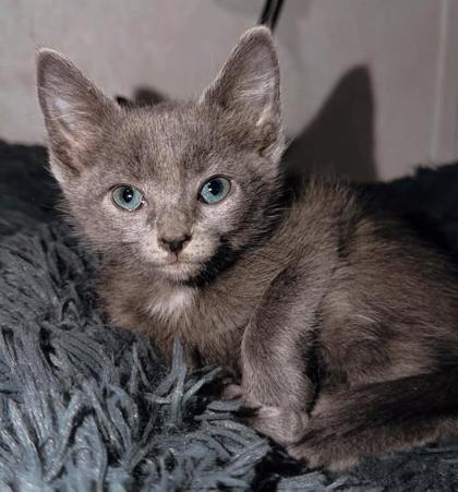 Shelter Stray Female Cat last seen Near Hawk Road, Ernul, NC, 1639 Old Airport Rd, New Bern, NC 28562, USA