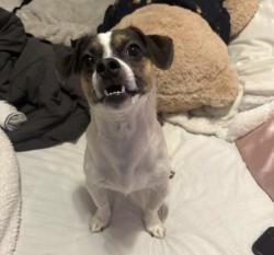 Lost Male Dog last seen Calloway street and Otis ave , Queens, NY 11368