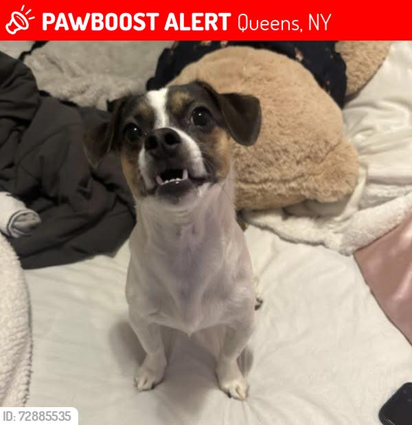 Lost Male Dog last seen Calloway street and Otis ave , Queens, NY 11368