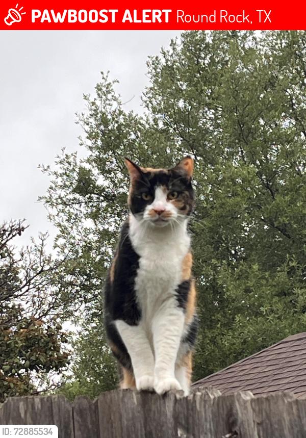 Lost Female Cat last seen Teravista, Round Rock, TX 78665