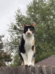 Lost Female Cat last seen Teravista, Round Rock, TX 78665